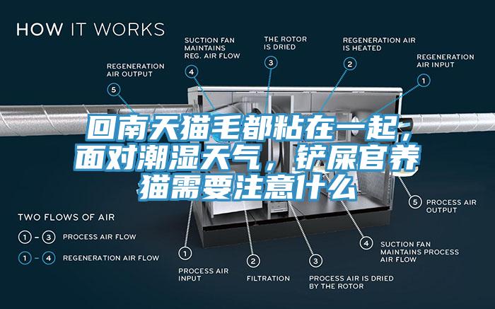回南天貓毛都粘在一起，面對(duì)潮濕天氣，鏟屎官養(yǎng)貓需要注意什么