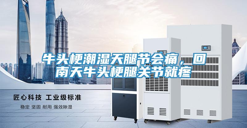 牛頭梗潮濕天腿節會痛，回南天牛頭梗腿關節就疼